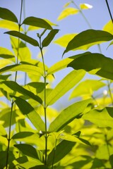 Naklejka premium close up Wrightia religiosa tree in nature garden