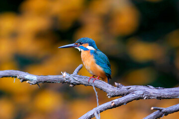 水辺の宝石カワセミ