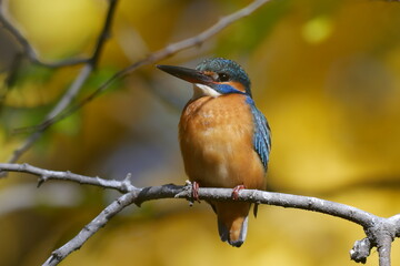 水辺の宝石カワセミ