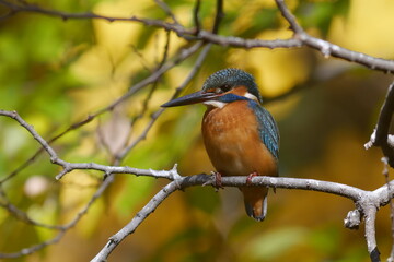水辺の宝石カワセミ