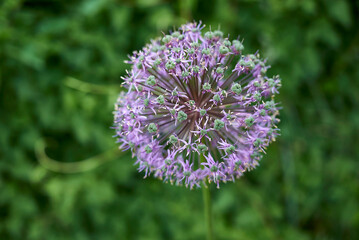 Allium giganteum