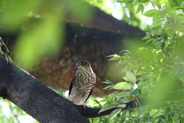 野鳥　ツミ