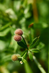 Galium aparine