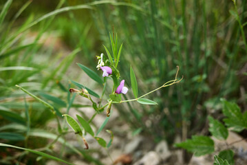 Vicia bithynica