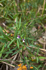 Vicia bithynica