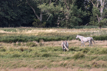 Obraz na płótnie Canvas Two white horses are grazing in a wide field in front of a forest in Northern Germany