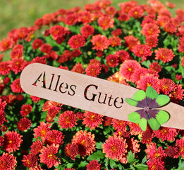 Ein Schild mit dem Text Alles Gute vor Crysanthemen