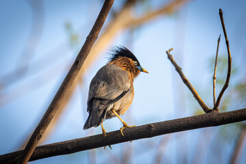 angry bird  india