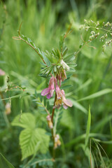 Vicia pannonica