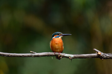 水辺の宝石カワセミ