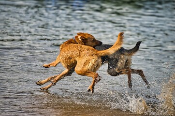 Dog play and romp on the dog beach in Langenhagen near Hannover at the Silbersee