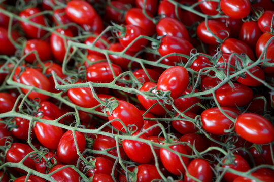 Tomate Chucha Mini