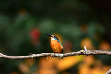 水辺の宝石カワセミ