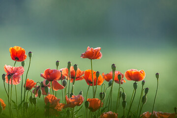 red poppy field