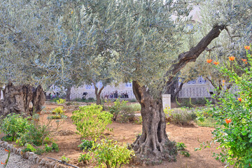 Old olive trees in the Garden of Gethsemane. Famous historic place in Jerusalem, Israel