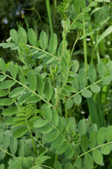 Vicia sativa