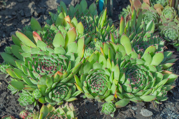 Green plants of succulents and sedum. Close-up. View from above.