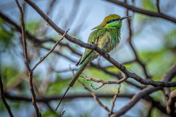 little green bee eater