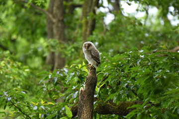 野鳥　フクロウ