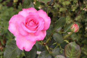 Close-up of pink roses in the garden. Garden Care Concept