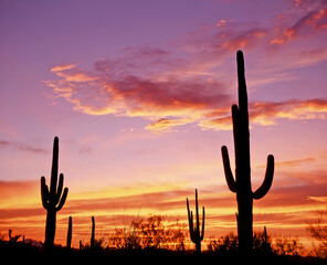 Cactua silhouetted aganist a sunset sky , in  Organ Pipe Cactus National Monument in the Sonoran...