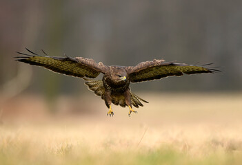 Common buzzard ( Buteo buteo )