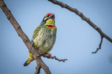 coppersmith barbet on branch