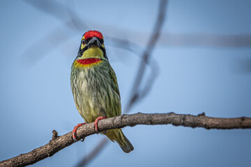 coppersmith barbet on branch
