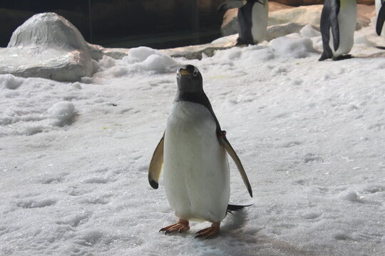 Ping&uuml;ino de frente parado sobre una superficie de hielo.