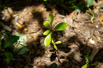 small green plant