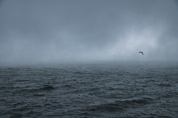 Beautiful foggy landscape. Huge clouds with fog on the lake. The bird flying over the waves.