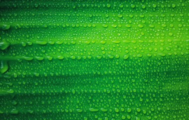 Beautiful green leaf with drops of water. water drops on green leaf for wallpaper. Background and Textures.  Chandpur, Bangladesh / 2020.