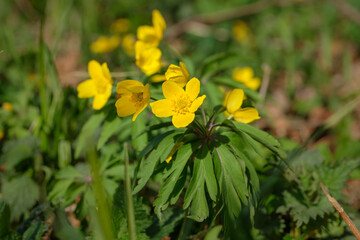 Fototapeta premium Gelbes Windröschen (lat.: Anemone ranunculoides)
