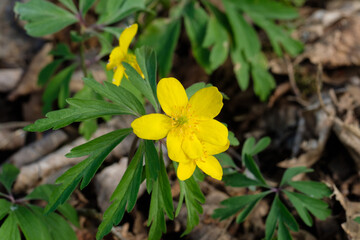 Gelbes Windröschen (lat.: Anemone ranunculoides) auf dem Waldboden im Frühling, eine seltene Wildblume