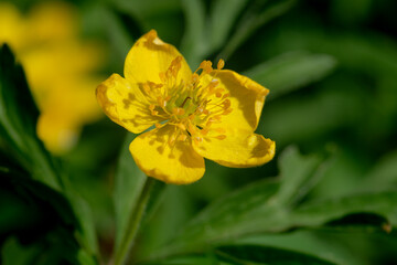 Makro / Detail einer Blüte von Gelbes Windröschen (lat.: Anemone ranunculoides)