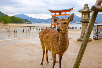 A deer in front of a torii gate