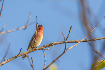 common rose finch on branch