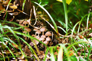 Mushroom family near stump in forest grass