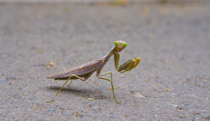 Large female praying mantis. Praying mantis with wings looks at the camera.