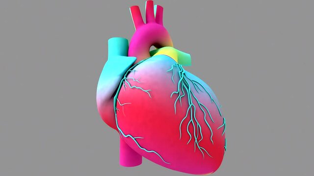 Human Heart beat Anatomy animation. Rainbow texture in the heart model