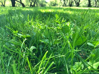 green grass in the morning