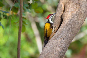 bird of paradise woodpecker india