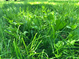 green grass background