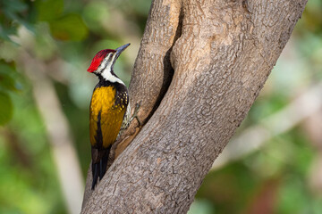 bird of paradise woodpecker india