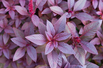 purple leaf texture for your project