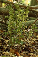 Violette Stendelwurz (Epipactis purpurata).