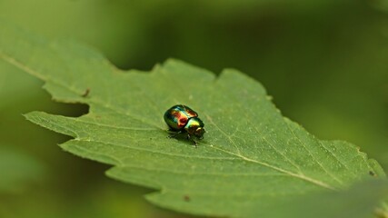 Prächtiger Blattkäfer (Chrysolina fastuosa) an Hohlzahn. © Schmutzler-Schaub