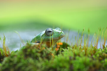 Green flying frog in the moss