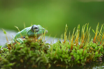 Green flying frog in the moss
