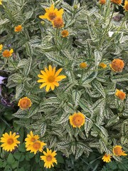 flowers in the garden